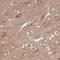 Protocadherin-1 antibody, NBP2-47321, Novus Biologicals, Immunohistochemistry paraffin image 