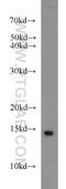 Small Nuclear Ribonucleoprotein D3 Polypeptide antibody, 10379-1-AP, Proteintech Group, Western Blot image 