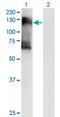 Salt Inducible Kinase 2 antibody, MA5-21433, Invitrogen Antibodies, Western Blot image 