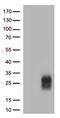 Rat CD152 antibody, LS-C795409, Lifespan Biosciences, Western Blot image 