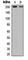 TSC Complex Subunit 2 antibody, abx121799, Abbexa, Western Blot image 