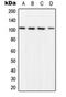 Nuclear Factor Kappa B Subunit 1 antibody, orb216169, Biorbyt, Western Blot image 