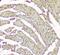 Creatine Kinase, M-Type antibody, A03452-1, Boster Biological Technology, Immunohistochemistry frozen image 