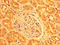 Platelet Endothelial Aggregation Receptor 1 antibody, LS-C674456, Lifespan Biosciences, Immunohistochemistry paraffin image 