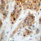 Checkpoint Kinase 1 antibody, LS-C358948, Lifespan Biosciences, Immunohistochemistry frozen image 
