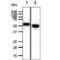 Keratin 20 antibody, NBP2-42616, Novus Biologicals, Western Blot image 