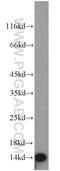 Ferredoxin 1 antibody, 12592-1-AP, Proteintech Group, Western Blot image 