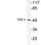Telomeric repeat-binding factor 1 antibody, LS-C176687, Lifespan Biosciences, Western Blot image 