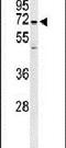 Protein Phosphatase 1 Regulatory Subunit 18 antibody, PA5-26992, Invitrogen Antibodies, Western Blot image 