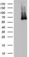 IKAROS Family Zinc Finger 3 antibody, MA5-26668, Invitrogen Antibodies, Western Blot image 