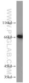 Mitochondrial Intermediate Peptidase antibody, 11002-1-AP, Proteintech Group, Western Blot image 