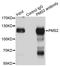 Mismatch repair endonuclease PMS2 antibody, LS-C748716, Lifespan Biosciences, Immunoprecipitation image 