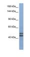 Testis Expressed 10 antibody, orb325391, Biorbyt, Western Blot image 