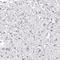 Orthopedia Homeobox antibody, NBP2-68751, Novus Biologicals, Immunohistochemistry paraffin image 
