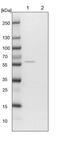 OTU Deubiquitinase 1 antibody, PA5-58418, Invitrogen Antibodies, Western Blot image 