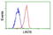 Protein lin-7 homolog B antibody, GTX84218, GeneTex, Flow Cytometry image 