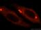 NOP2/Sun RNA Methyltransferase 5 antibody, 15449-1-AP, Proteintech Group, Immunofluorescence image 