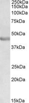 Paired Box 3 antibody, LS-C47555, Lifespan Biosciences, Western Blot image 