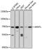 Aryl Hydrocarbon Receptor Nuclear Translocator Like antibody, 16-917, ProSci, Western Blot image 