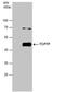 MPTP antibody, PA5-78138, Invitrogen Antibodies, Immunoprecipitation image 