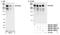 WNK1 antibody, NB100-74641, Novus Biologicals, Western Blot image 