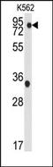 TANK Binding Kinase 1 antibody, AP14738PU-N, Origene, Western Blot image 