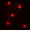 Ubiquitin Associated Protein 2 Like antibody, orb214943, Biorbyt, Immunofluorescence image 