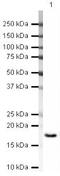 Poly(A) Binding Protein Interacting Protein 2 antibody, PA5-19616, Invitrogen Antibodies, Western Blot image 