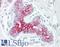 EPH Receptor B6 antibody, LS-B7665, Lifespan Biosciences, Immunohistochemistry paraffin image 