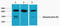 Lamin B1 antibody, STJ97115, St John