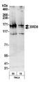Bromodomain Containing 8 antibody, A300-219A, Bethyl Labs, Western Blot image 