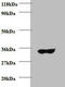 IgG light chain antibody, A57793-100, Epigentek, Western Blot image 