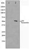 Dynactin Subunit 2 antibody, TA347450, Origene, Western Blot image 