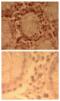 CD287 antibody, ALX-210-874-C100, Enzo Life Sciences, Immunohistochemistry paraffin image 