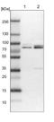 CREB Regulated Transcription Coactivator 1 antibody, NBP1-89865, Novus Biologicals, Western Blot image 