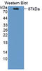 Proprotein Convertase Subtilisin/Kexin Type 9 antibody, LS-C373243, Lifespan Biosciences, Western Blot image 