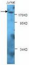 RB Binding Protein 6, Ubiquitin Ligase antibody, TA310127, Origene, Western Blot image 