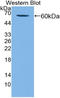 Killer Cell Immunoglobulin Like Receptor, Two Ig Domains And Long Cytoplasmic Tail 3 antibody, LS-C295035, Lifespan Biosciences, Western Blot image 