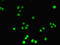DNA nucleotidylexotransferase antibody, LS-C375605, Lifespan Biosciences, Immunofluorescence image 