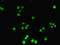 DNA Nucleotidylexotransferase antibody, LS-C375605, Lifespan Biosciences, Immunofluorescence image 