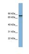 Golgi Associated, Gamma Adaptin Ear Containing, ARF Binding Protein 3 antibody, orb330809, Biorbyt, Western Blot image 