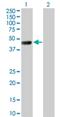 Testis Specific Serine Kinase 1B antibody, H00083942-M01, Novus Biologicals, Western Blot image 