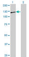 Nidogen 1 antibody, LS-C197783, Lifespan Biosciences, Western Blot image 