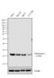 Thioredoxin antibody, LF-MA0055, Invitrogen Antibodies, Western Blot image 