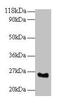 Serine And Arginine Rich Splicing Factor 9 antibody, LS-B10645, Lifespan Biosciences, Western Blot image 