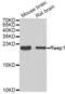 Receptor Accessory Protein 1 antibody, abx005467, Abbexa, Western Blot image 