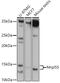 Mitochondrial Ribosomal Protein L55 antibody, 18-329, ProSci, Western Blot image 