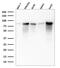 Minichromosome Maintenance Complex Component 7 antibody, GTX34821, GeneTex, Western Blot image 