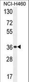 Olfactory Receptor Family 4 Subfamily A Member 47 antibody, LS-C163185, Lifespan Biosciences, Western Blot image 