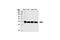 Nucleophosmin 1 antibody, 3542S, Cell Signaling Technology, Western Blot image 